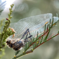 Anisoptera (suborder) at Mount Ainslie - 13 Mar 2024