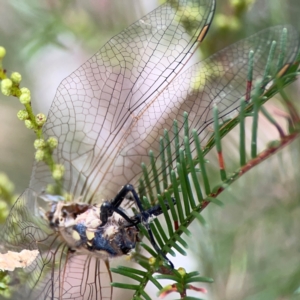 Anisoptera (suborder) at Mount Ainslie - 13 Mar 2024