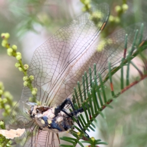 Anisoptera (suborder) at Mount Ainslie - 13 Mar 2024