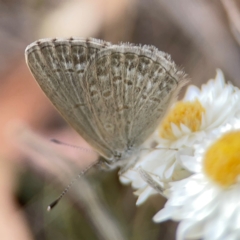 Zizina otis (Common Grass-Blue) at Mount Ainslie - 13 Mar 2024 by Hejor1