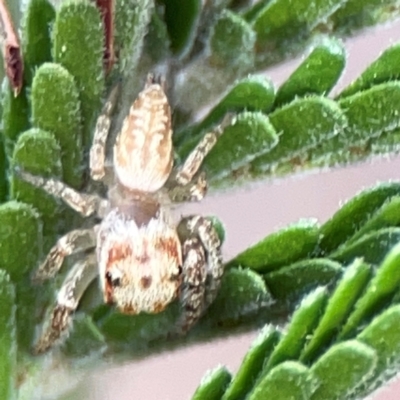 Opisthoncus sp. (genus) (Unidentified Opisthoncus jumping spider) at Mount Ainslie - 13 Mar 2024 by Hejor1