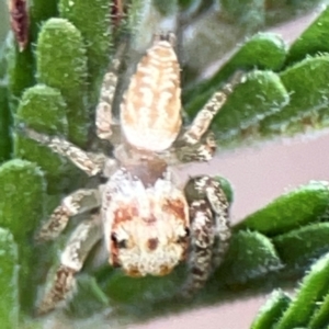 Opisthoncus sp. (genus) at Mount Ainslie - 13 Mar 2024