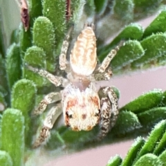 Opisthoncus sp. (genus) at Mount Ainslie - 13 Mar 2024