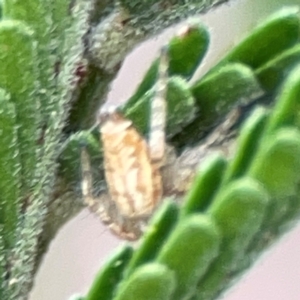 Opisthoncus sp. (genus) at Mount Ainslie - 13 Mar 2024