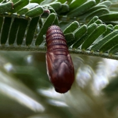 Lepidoptera unclassified IMMATURE at Mount Ainslie - 13 Mar 2024