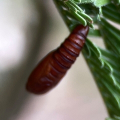 Lepidoptera unclassified IMMATURE at Mount Ainslie - 13 Mar 2024