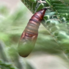 Lepidoptera unclassified IMMATURE at Mount Ainslie - 13 Mar 2024