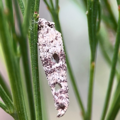 Conoeca guildingi (A case moth) at Campbell, ACT - 13 Mar 2024 by Hejor1