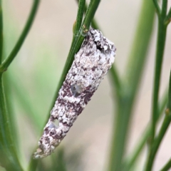 Conoeca guildingi at Mount Ainslie - 13 Mar 2024