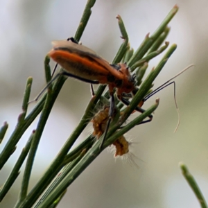 Lepidoptera unclassified IMMATURE moth at Mount Ainslie - 13 Mar 2024