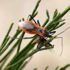 Gminatus australis (Orange assassin bug) at Campbell, ACT - 13 Mar 2024 by Hejor1