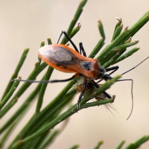 Gminatus australis at Mount Ainslie - 13 Mar 2024 03:10 PM