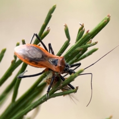 Gminatus australis at Mount Ainslie - 13 Mar 2024 03:10 PM