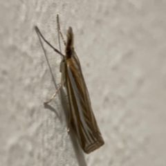 Hednota relatalis (A Crambid moth (Crambinae) at City Renewal Authority Area - 13 Mar 2024 by Hejor1