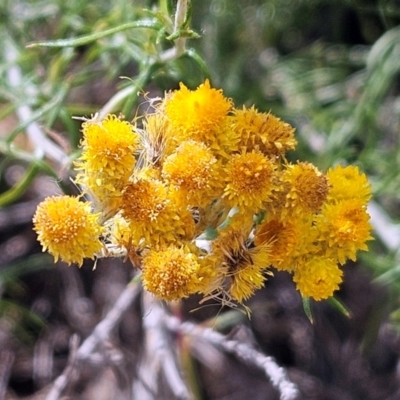 Chrysocephalum semipapposum (Clustered Everlasting) at Hawker, ACT - 13 Mar 2024 by sangio7