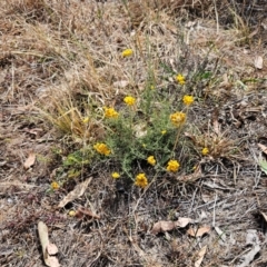 Chrysocephalum semipapposum at The Pinnacle - 13 Mar 2024 12:40 PM