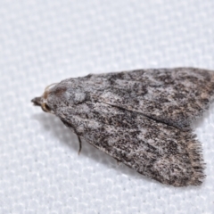Unidentified Noctuoid moth (except Arctiinae) at Jerrabomberra, NSW - 8 Mar 2024 by DianneClarke