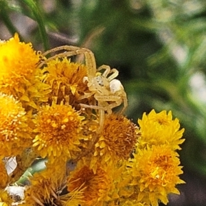 Thomisidae (family) at The Pinnacle - 13 Mar 2024