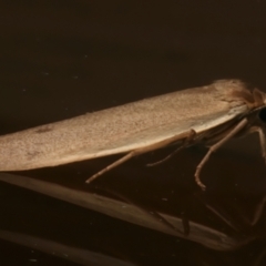 Scoliacma nana (Diminutive Footman) at Ainslie, ACT - 7 Mar 2024 by jb2602