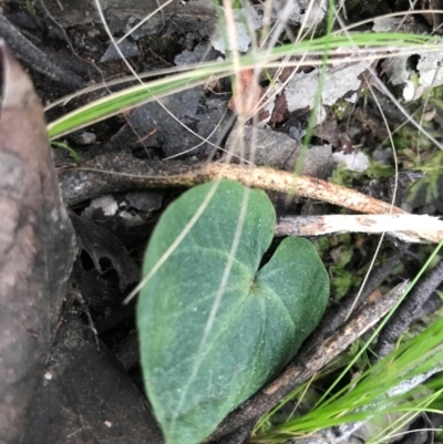 Acianthus sp. (Mayflower Orchid) at Block 402 - 9 Sep 2021 by PeterR