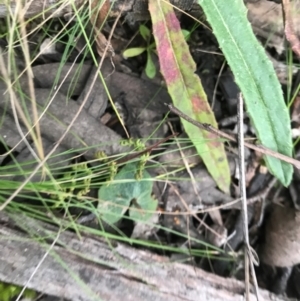 Acianthus sp. at Bluetts Block (402, 403, 12, 11) - 9 Sep 2021