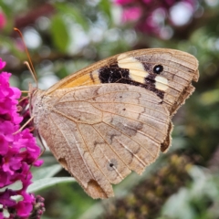 Heteronympha merope (Common Brown Butterfly) at Braidwood, NSW - 13 Mar 2024 by MatthewFrawley