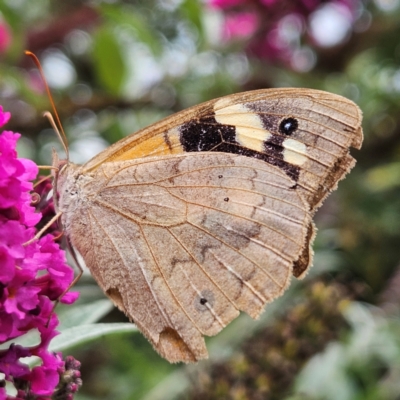 Heteronympha merope (Common Brown Butterfly) at Braidwood, NSW - 13 Mar 2024 by MatthewFrawley