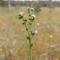 Hackelia suaveolens (Sweet Hounds Tongue) at Mulligans Flat - 4 Nov 2023 by michaelb