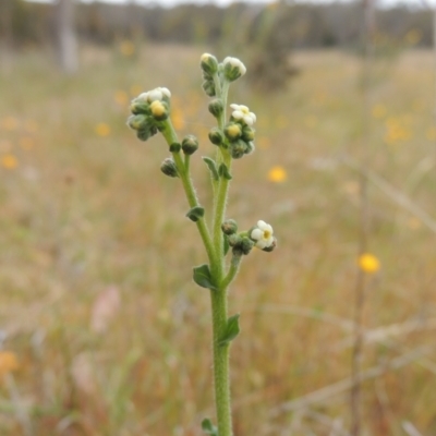 Hackelia suaveolens (Sweet Hounds Tongue) at Bonner, ACT - 4 Nov 2023 by michaelb