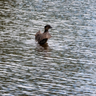 Biziura lobata (Musk Duck) at Burra, NSW - 14 Mar 2024 by pixelnips