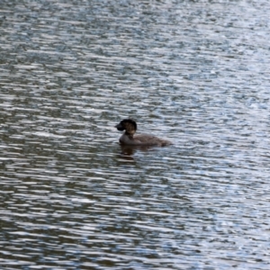 Biziura lobata at Googong Foreshore - 14 Mar 2024