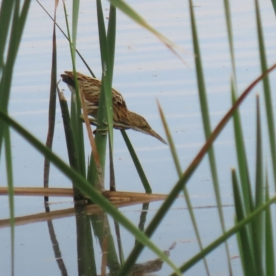 Ixobrychus dubius (Australian Little Bittern) at Fyshwick, ACT - 13 Mar 2024 by RodDeb