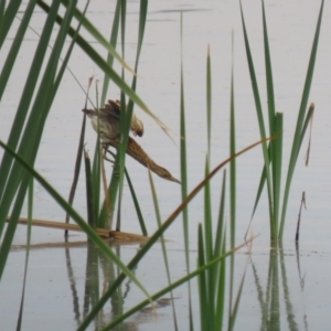 Ixobrychus dubius at Jerrabomberra Wetlands - 13 Mar 2024