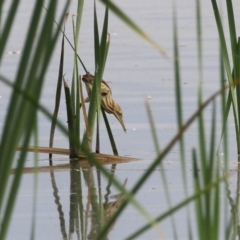 Ixobrychus dubius at Jerrabomberra Wetlands - 13 Mar 2024