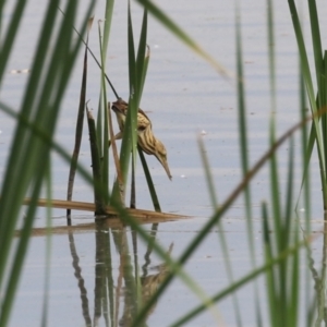 Ixobrychus dubius at Jerrabomberra Wetlands - 13 Mar 2024