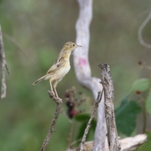 Cisticola exilis at Jerrabomberra Wetlands - 13 Mar 2024