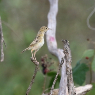 Cisticola exilis (Golden-headed Cisticola) at Fyshwick, ACT - 13 Mar 2024 by RodDeb