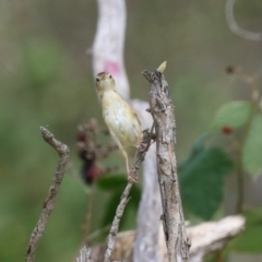 Cisticola exilis at Jerrabomberra Wetlands - 13 Mar 2024 12:19 PM