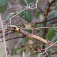 Cisticola exilis at Jerrabomberra Wetlands - 13 Mar 2024