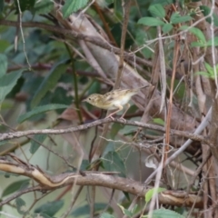 Cisticola exilis at Jerrabomberra Wetlands - 13 Mar 2024