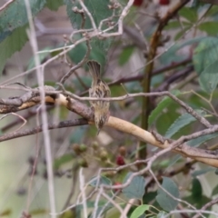 Cisticola exilis at Jerrabomberra Wetlands - 13 Mar 2024 12:19 PM