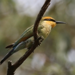 Merops ornatus (Rainbow Bee-eater) at Jerrabomberra Wetlands - 13 Mar 2024 by RodDeb