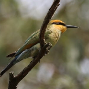 Merops ornatus at Jerrabomberra Wetlands - 13 Mar 2024