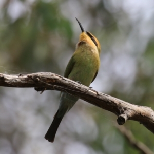 Merops ornatus at Jerrabomberra Wetlands - 13 Mar 2024