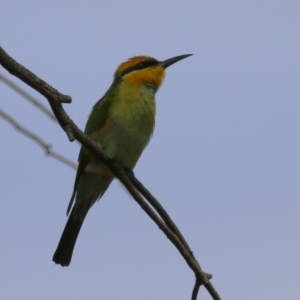 Merops ornatus at Jerrabomberra Wetlands - 13 Mar 2024