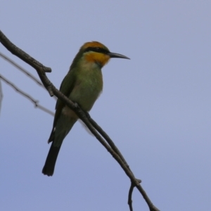 Merops ornatus at Jerrabomberra Wetlands - 13 Mar 2024