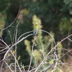 Merops ornatus at Jerrabomberra Wetlands - 13 Mar 2024