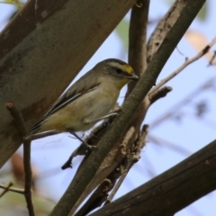 Pardalotus striatus (Striated Pardalote) at Jerrabomberra Wetlands - 13 Mar 2024 by RodDeb