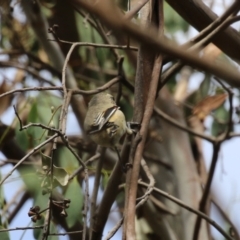 Pardalotus striatus at Jerrabomberra Wetlands - 13 Mar 2024 12:26 PM