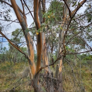 Eucalyptus stellulata at Lower Cotter Catchment - 13 Mar 2024